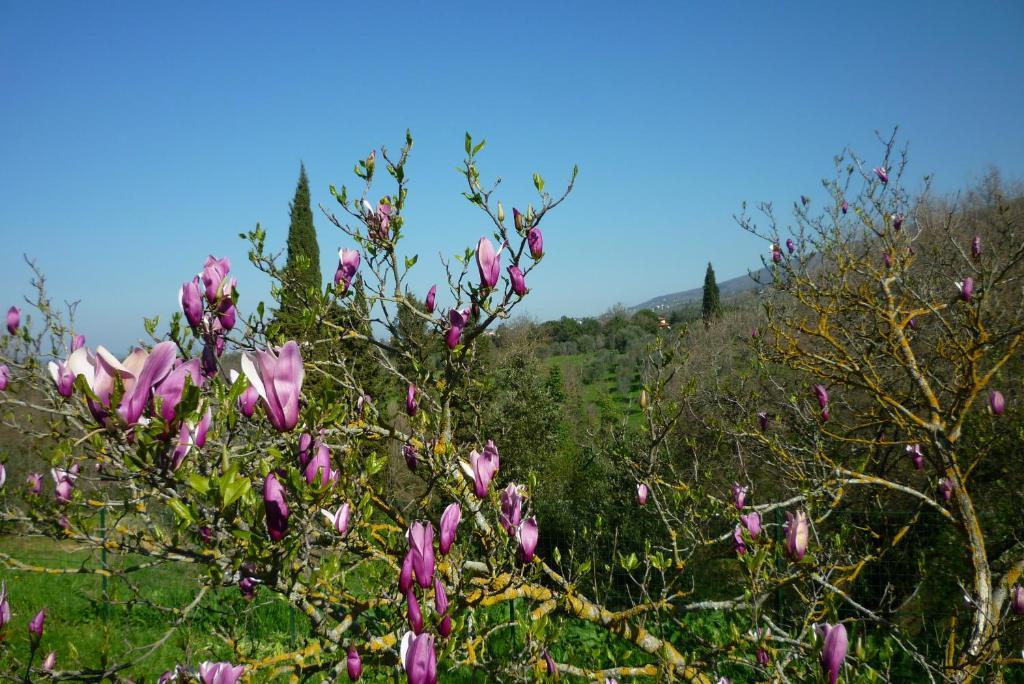 Casa Giulia Villa Reggello Buitenkant foto